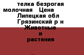 телка безрогая молочная › Цена ­ 48 000 - Липецкая обл., Грязинский р-н Животные и растения » Другие животные   